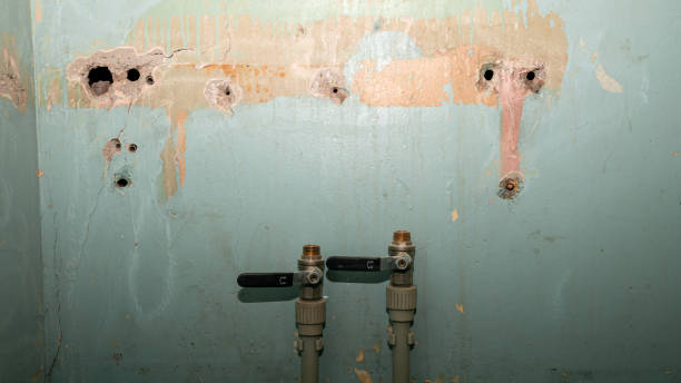 Best Mold removal after water damage  in Wauconda, IL